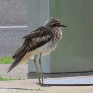 Burhinus grallarius at Cairns North, QLD - 8 Aug 2024