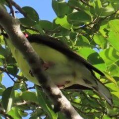 Sphecotheres vieilloti (Australasian Figbird) at Cairns North, QLD - 8 Aug 2024 by lbradley