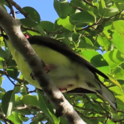 Sphecotheres vieilloti (Australasian Figbird) at Cairns North, QLD - 8 Aug 2024 by lbradley