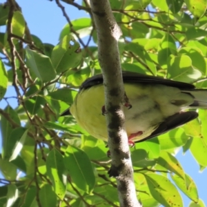 Sphecotheres vieilloti at Cairns North, QLD - 8 Aug 2024