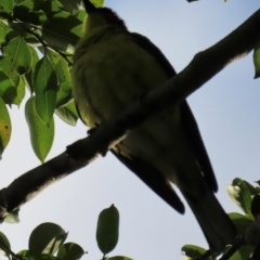 Sphecotheres vieilloti at Cairns North, QLD - 8 Aug 2024