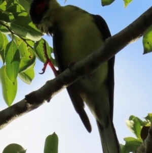 Sphecotheres vieilloti at Cairns North, QLD - 8 Aug 2024