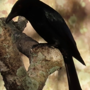 Dicrurus bracteatus at Cairns City, QLD - 8 Aug 2024 05:07 PM