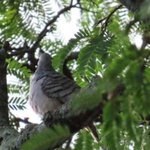 Geopelia placida at Cairns City, QLD - 8 Aug 2024