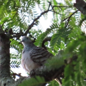 Geopelia placida at Cairns City, QLD - 8 Aug 2024