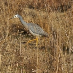 Egretta novaehollandiae (White-faced Heron) at Hume, ACT - 8 Aug 2024 by Jiggy