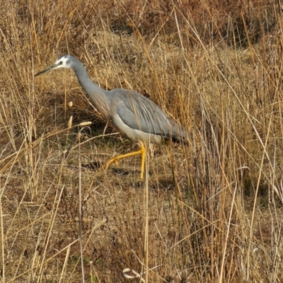 Egretta novaehollandiae (White-faced Heron) at Hume, ACT - 7 Aug 2024 by Jiggy