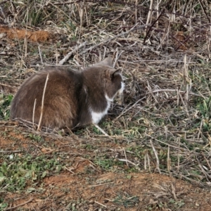 Felis catus at Jerrabomberra, NSW - 8 Aug 2024 03:09 PM