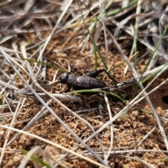 Bobilla killara (Pygmy Cricket) at Hume, ACT - 8 Aug 2024 by Jiggy