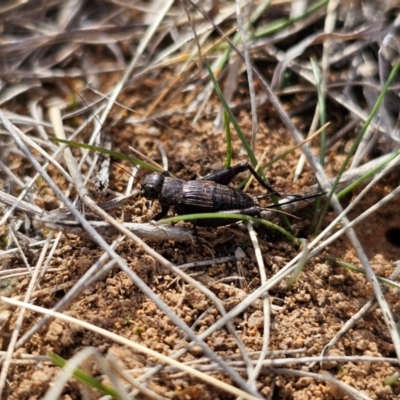 Bobilla killara (Pygmy Cricket) at Hume, ACT - 8 Aug 2024 by Jiggy