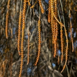 Allocasuarina verticillata at Whitlam, ACT - 8 Aug 2024 09:58 AM