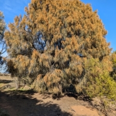 Allocasuarina verticillata at Whitlam, ACT - 8 Aug 2024