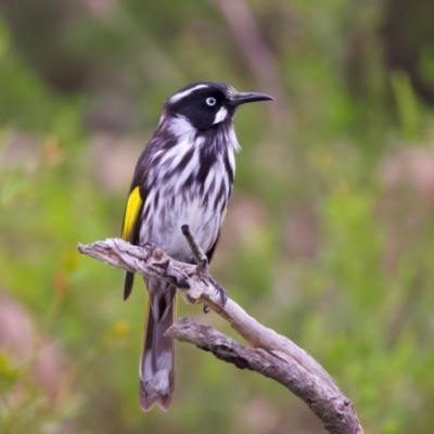 Phylidonyris novaehollandiae (New Holland Honeyeater) at Manly, NSW - 5 Aug 2024 by jb2602