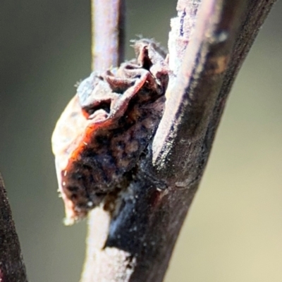 Icerya acaciae (Acacia mealy bug) at Greenleigh, NSW - 6 Aug 2024 by Hejor1