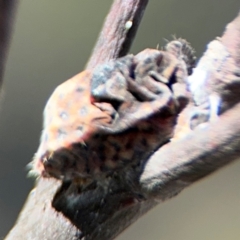 Icerya acaciae at Greenleigh, NSW - 6 Aug 2024