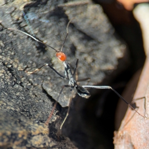 Leptomyrmex erythrocephalus at Greenleigh, NSW - 6 Aug 2024 11:43 AM