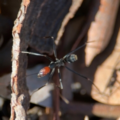 Leptomyrmex erythrocephalus at Greenleigh, NSW - 6 Aug 2024 11:43 AM