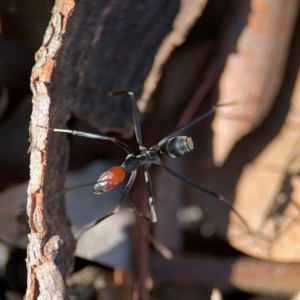 Leptomyrmex erythrocephalus at Greenleigh, NSW - 6 Aug 2024