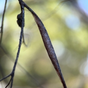 Austracantha minax at Greenleigh, NSW - 6 Aug 2024