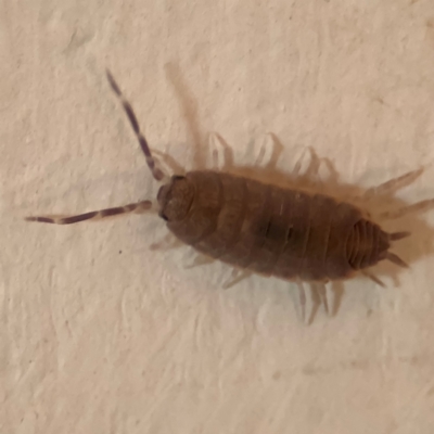 Porcellio scaber at Greenleigh, NSW - 6 Aug 2024 by Hejor1