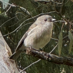 Pachycephala pectoralis (Golden Whistler) at Greenleigh, NSW - 6 Aug 2024 by Hejor1