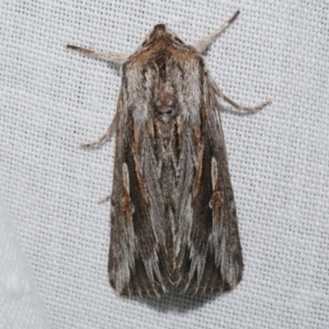 Persectania ewingii at Freshwater Creek, VIC - 20 Oct 2022