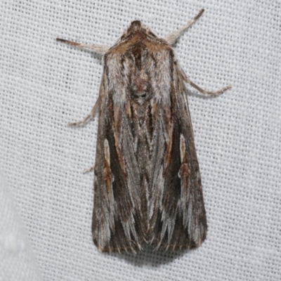 Persectania ewingii (Southern Armyworm) at Freshwater Creek, VIC - 20 Oct 2022 by WendyEM