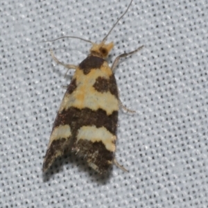 Conchylis tasmaniana at Freshwater Creek, VIC - 21 Oct 2022