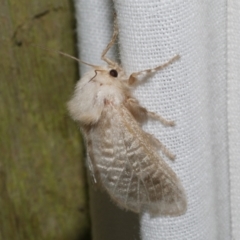 Doratifera pinguis (Pale Cup Moth) at Freshwater Creek, VIC - 20 Oct 2022 by WendyEM