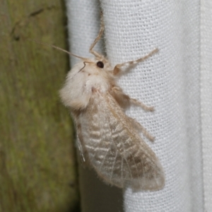 Doratifera pinguis at Freshwater Creek, VIC - 20 Oct 2022