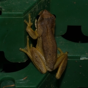 Litoria ewingii at Freshwater Creek, VIC - 20 Oct 2022