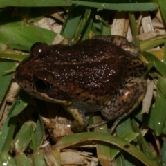 Limnodynastes dumerilii (Eastern Banjo Frog) at Freshwater Creek, VIC - 21 Oct 2022 by WendyEM