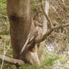 Anthochaera carunculata (Red Wattlebird) at Freshwater Creek, VIC - 21 Oct 2022 by WendyEM