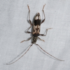 Coptocercus undulatus at Freshwater Creek, VIC - 21 Oct 2022 by WendyEM