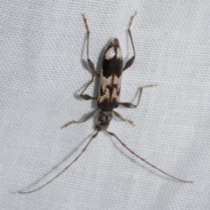 Coptocercus undulatus at Freshwater Creek, VIC - 21 Oct 2022 08:59 PM