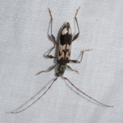 Coptocercus undulatus at Freshwater Creek, VIC - 21 Oct 2022 by WendyEM