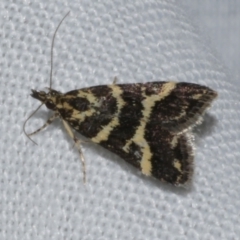 Scoparia spelaea (a Crambid moth) at Freshwater Creek, VIC - 21 Oct 2022 by WendyEM