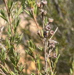 Kunzea ericoides (Burgan) at Pialligo, ACT - 8 Aug 2024 by JaneR