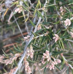 Lissanthe strigosa subsp. subulata (Peach Heath) at Pialligo, ACT - 8 Aug 2024 by JaneR