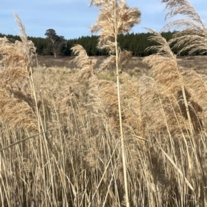 Phragmites australis at Pialligo, ACT - 8 Aug 2024 02:33 PM