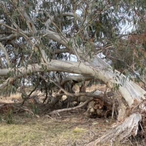 Eucalyptus pauciflora subsp. pauciflora at Pialligo, ACT - 8 Aug 2024