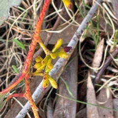 Eucalyptus pauciflora subsp. pauciflora at Pialligo, ACT - 8 Aug 2024