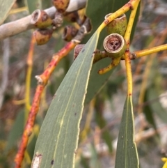 Eucalyptus pauciflora subsp. pauciflora at Pialligo, ACT - 8 Aug 2024