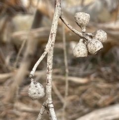 Eucalyptus pauciflora subsp. pauciflora at Pialligo, ACT - 8 Aug 2024