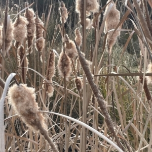 Typha domingensis at Pialligo, ACT - 8 Aug 2024