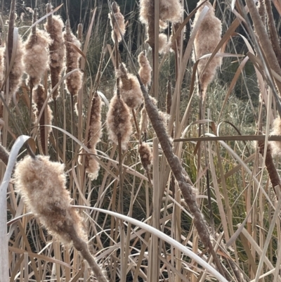 Typha domingensis (Bullrush) at Pialligo, ACT - 8 Aug 2024 by JaneR