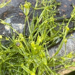 Characeae (family) at Pialligo, ACT - 8 Aug 2024