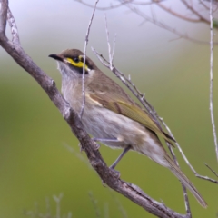 Caligavis chrysops at Manly, NSW - 5 Aug 2024