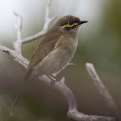 Caligavis chrysops at Manly, NSW - 5 Aug 2024