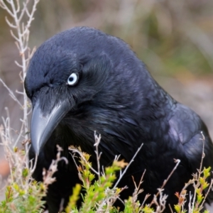 Corvus coronoides at Manly, NSW - 5 Aug 2024